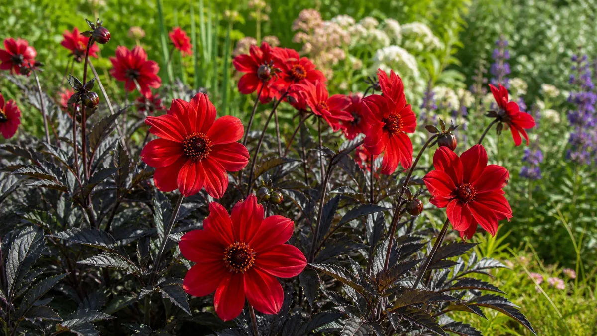 Dahlia 'Bishop of Llandaff' vist som redaktionel haveillustration i et frodigt dansk havemiljø