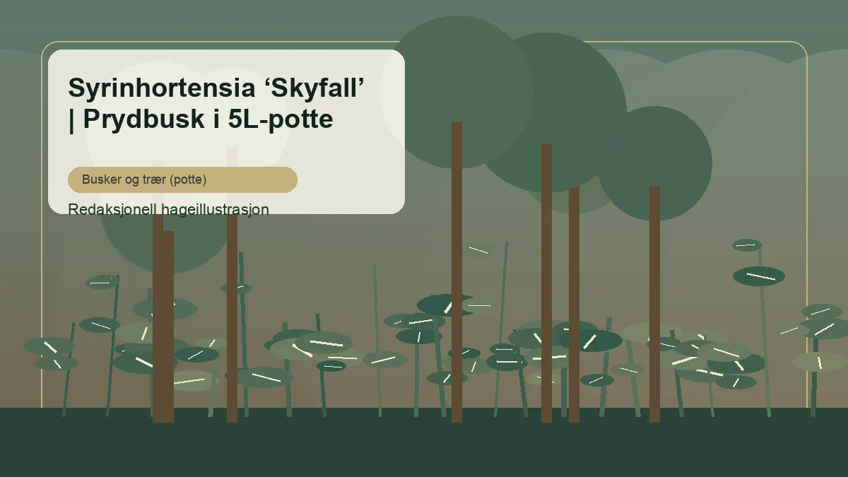 Syrenhortensia 'Skyfall' vist som redaktionel haveillustration i dansk buskbeplantning