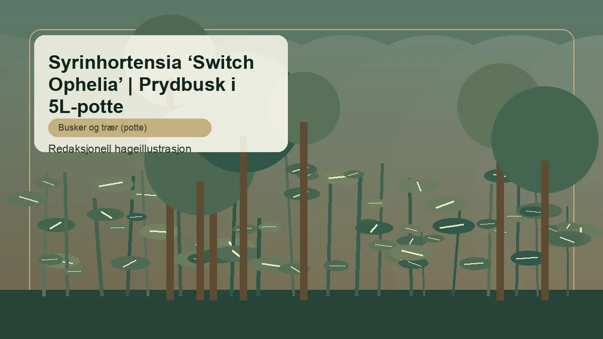 Syrenhortensia 'Switch Ophelia' vist som redaktionel haveillustration i dansk buskbeplantning