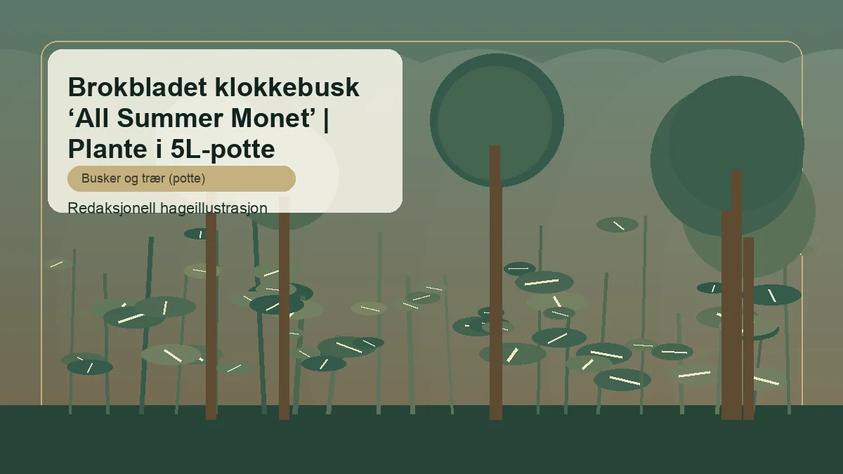 Brogbladet klokkebusk 'All Summer Monet' vist som redaktionel haveillustration i dansk buskbeplantning
