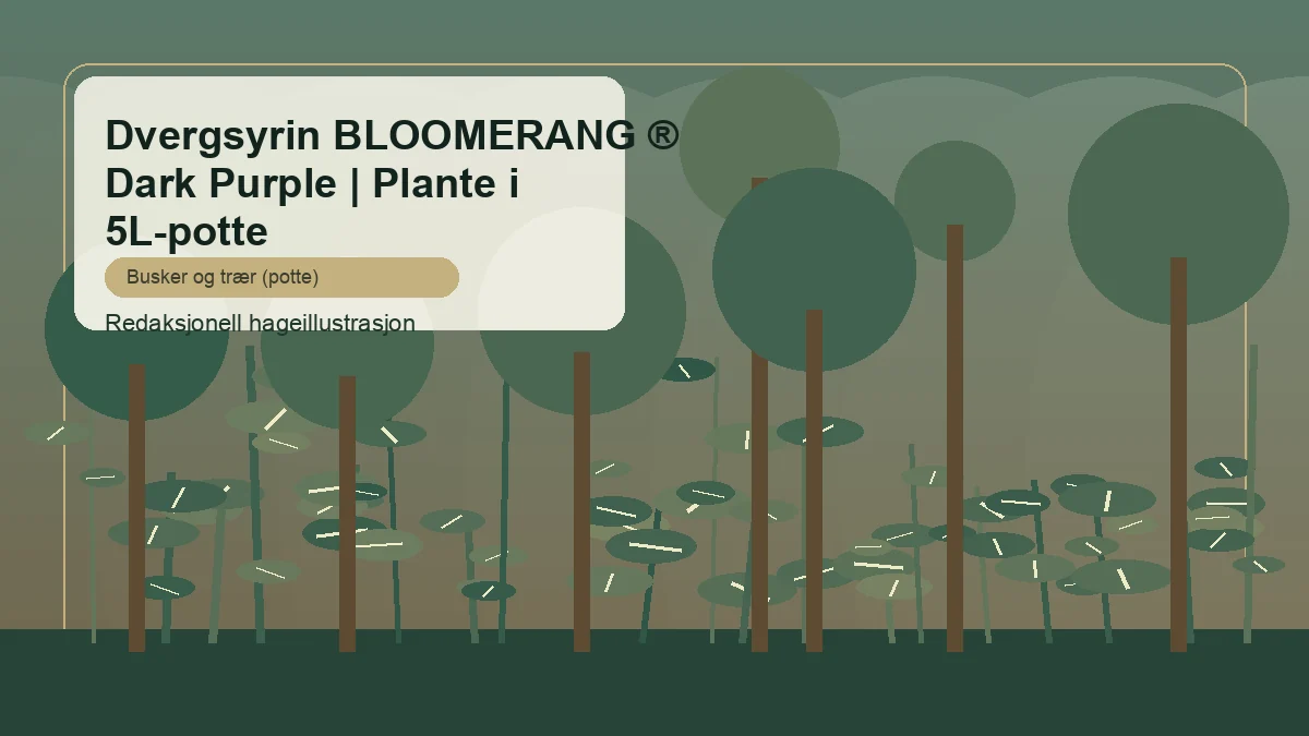 Dværgsyren Bloomerang Dark Purple vist som redaktionel haveillustration i dansk buskbeplantning