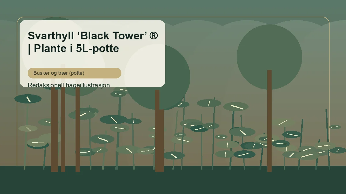 Hyld 'Black Tower' vist som redaktionel haveillustration i dansk buskbeplantning